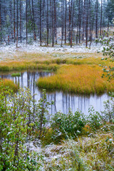 Forest, Grand Teton National Park, Wyoming, Usa, America