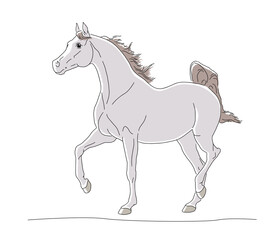 Arabian gray horse with long mane run forward