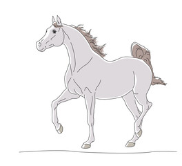Obraz premium Arabian gray horse with long mane run forward