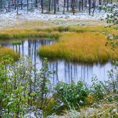 Forest, Grand Teton National Park, Wyoming, Usa, America
