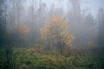 łąką we mgle ,drzewo ,łąka,mgła	
