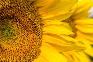 bright yellow petals on yellow sunflowers