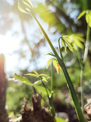 Red ants perched on a tree  With the sun in the morning . Insect and nature close-up pictures
