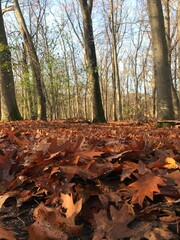 autumn in the forest