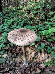 mushrooms in the forest