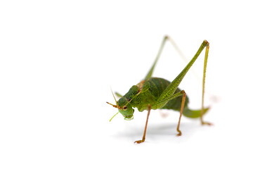 macro of a grasshopper isolated on white
