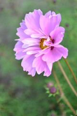 Obraz premium Flowers