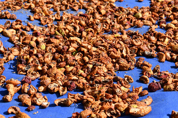 Dried apples under open sun on a blue sheet. Traditional way of dehydrating apples for preservation.