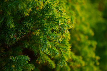 Macro of evergreen tree branch. Thuja occidentalis is a tree in the cypress family Cupressaceae