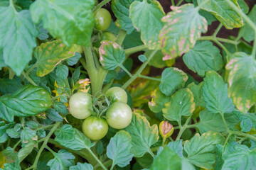 Small green tomatoes ripen in the greenhouse in summer