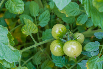 Small green tomatoes ripen in the greenhouse in summer