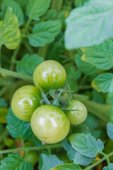 Fototapeta premium Small green tomatoes ripen in the greenhouse in summer