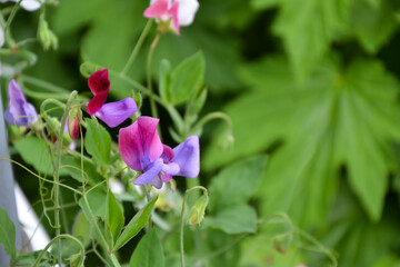 Lathyrus flower. White and purple lathyrus flowering plant in the garden. Fresh green foliage. Beautiful summer nature.