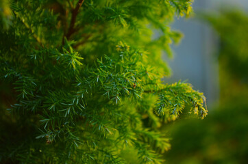 Macro of evergreen tree branch. Thuja occidentalis is a tree in the cypress family Cupressaceae