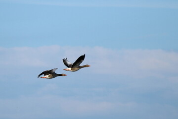 zwei Graugänse am Himmel