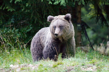 Naklejka premium Wild brown bear, Ursus arctos, Slovenia.