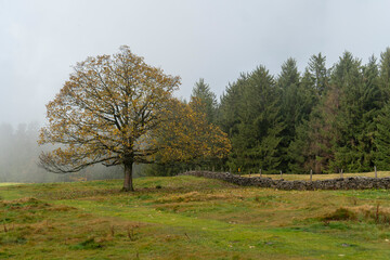 Fototapeta na wymiar Herbstlandschaft mit Ahornbaum