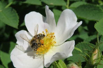 Honeybee on a rosehip flower in the garden in spring, closeup