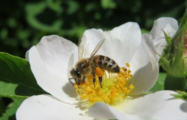 Honeybee on a rosehips flower in spring, closeup