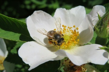 Honeybee on rosehip flower in spring, closeup