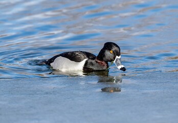 A Ring-necked Duck with a highly visible reddish ring on his neck, briefly surfaces at the icy shoreline of a lake after feeding on aquatic vegetation.