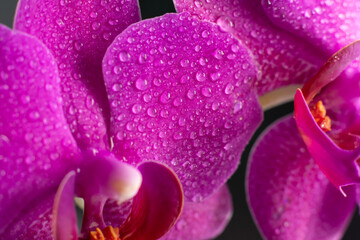 Close up view of beautiful orchid flowers in bright magenta color. Phalaenopsis orchid cultivation at home.Blooming Phalaenopsis flower with water drops on petals