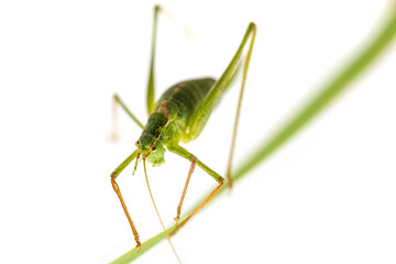 macro of a grasshopper isolated on white