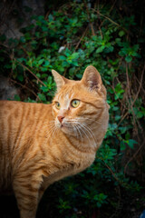 
ginger cat on a background of lush greenery