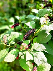 butterfly on a flower