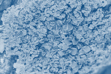 Toned trendy color 2020 classica blue textured backdrop for text. Botanical background