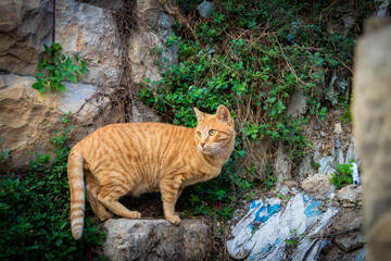 Fototapeta na wymiar ginger cat on a background of lush greenery