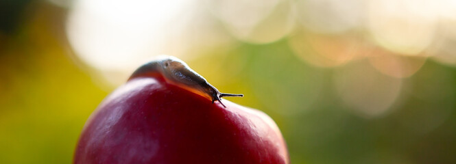 Slug on a red apple, in the garden, natural background. Macro.