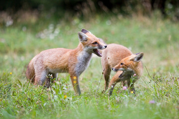 Red fox, Vulpes vulpes, in Slovenia.