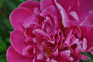 Close up of a beautiful pink flower  