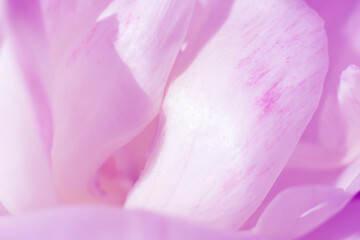Soft delicate tulip flower petals on sunlight. Toned pink floral background