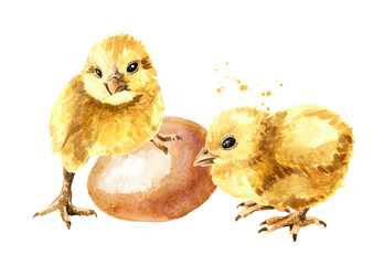Two small fluffy yellow chickens and the egg, Hand drawn watercolor illustration isolated on white background