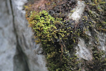 Natur, Landschaft, Herbst, Baum , Blätter , Schweiz, Wald, Reisen, Tourismus, Park , Grün, Travelling, Travel, Autmn, Autnm, Trip, Tourism,Switzerland, forest, tree, landscape, valley Mountain, Berg,