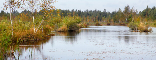 Swamp Landscape. Conservation area, swamp surrounded by pines reflecting in the water, Belarus.