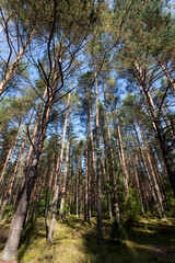 mixed forest in the autumn season