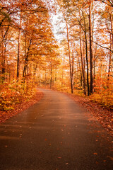 Obraz premium autumnal alley, road in germany with trees, orange way
