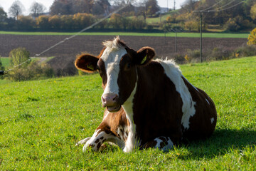 Kühe am Kalvarienberg
