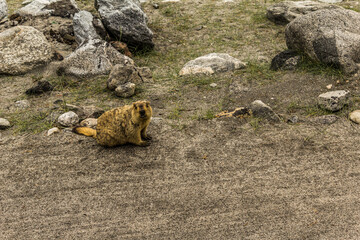 Fototapeta premium A wild marmot near Pangong lake