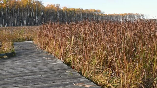 Autumn colored brown bulrush reeds blow in the wind next to an old wooden walkway.  Large trees with orange leaves occur in the background.

