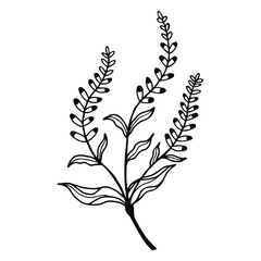 Plant Highlander pepper. Vector stock illustration eps 10. Outline, hand drawing.