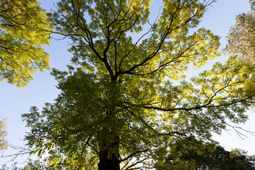 Fototapeta premium maple foliage in the autumn season