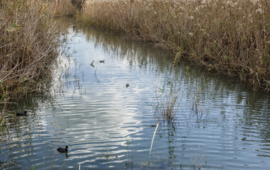 Hula nature reserve marshes wetland in Hula valley, lies within the northern part of Syrian-African Rift, between the Golan Heights in the east and Upper Galilee mountains in the west, Israel.
