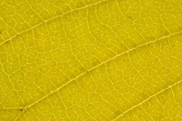 Yellow Leaf Veins