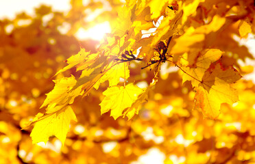 1001 - Autumn Leaves Fall Maple Tree Bright Golden Yellow  Foliage