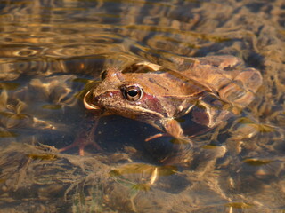 Moor frog (Rana arvalis) - reddish-brown frog in the water, Gdańsk, Poland