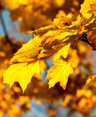 1002 - Autumn Leaves Fall Maple Tree Bright Golden Yellow  Foliage
